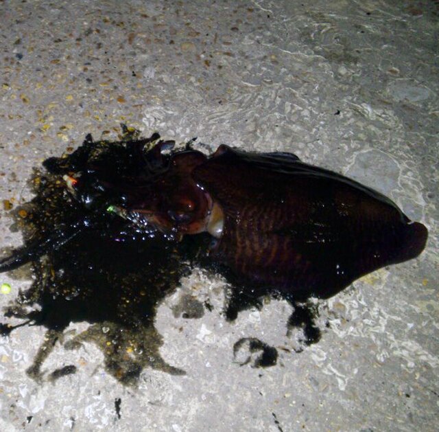 cuttle 2