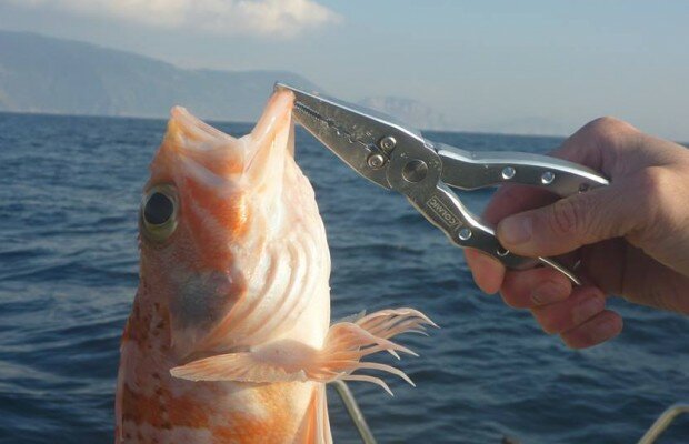 Scorfano e Sciabola