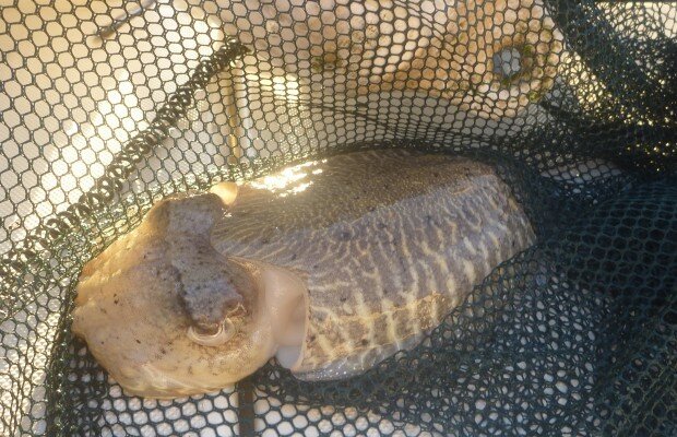 seppia ad egi fishing